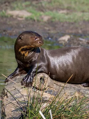 Dora, la jeune loutre géante