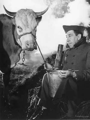 La vache et le prisonnier