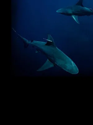 Sur la piste des requins : une exploration océanique