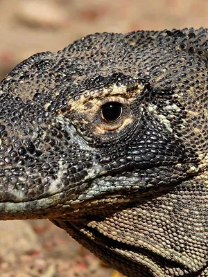 Dragons de Komodo