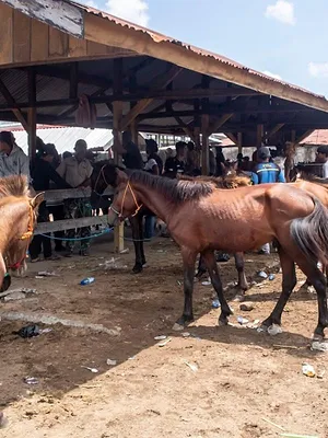 Roumanie : les marchés aux chevaux contestés",
