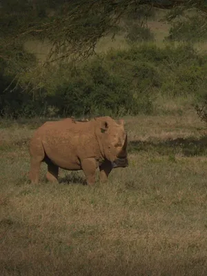 Rhinocéros : l'art d'élever sa famille