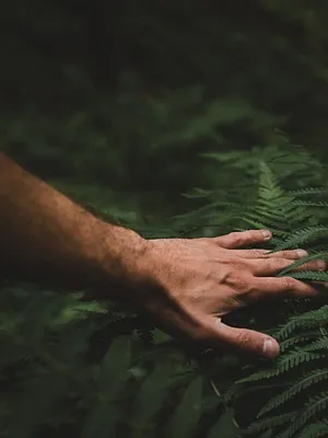 Face à la peur : à la recherche de l'anaconda