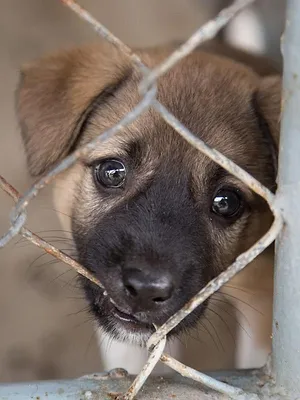 Sur la piste des trafiquants de chiots