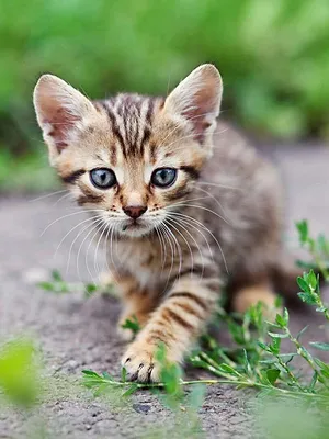 La vie secrète des chats