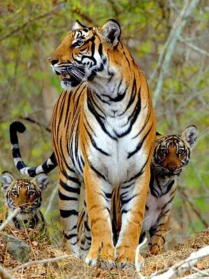 Le vrai livre de la jungle