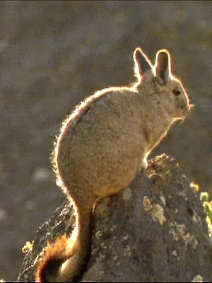 Leben am Limit - Die Tierwelt im Andenhochland