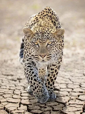 Force of Nature