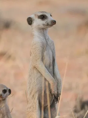 Le clan des suricates, nouvelle génération