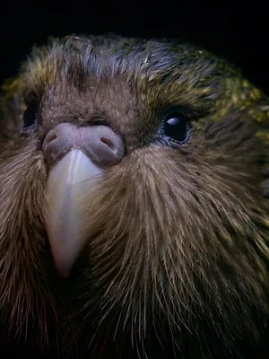 Origine native, Deidre et l'oiseau Kakapo