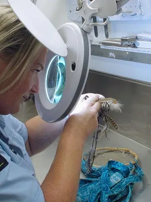 Patrouille frontalière Nouvelle-Zélande