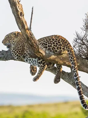 Léoparde : la reine du Serengeti