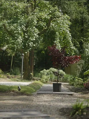 De Boeddhistische Blik