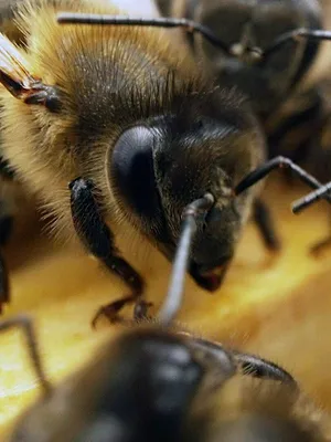 Canaries, les îles-volcans