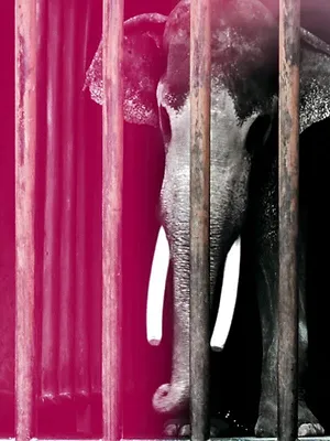 Trafic d'éléphants, enquête sous haute tension