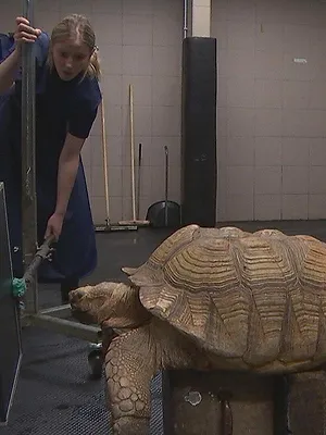 Dierendokters 24/7