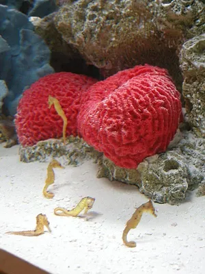 Les rois des aquariums