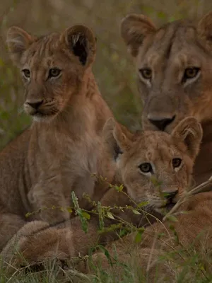 Les petits félins d'Afrique