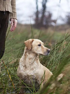 Passion chien courant