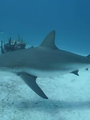 Investigation Shark Attack