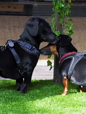 Dog House : un chien pour la vie