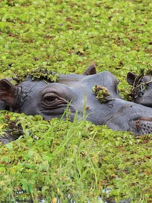 L'imagier animé de Koumi S1 E14