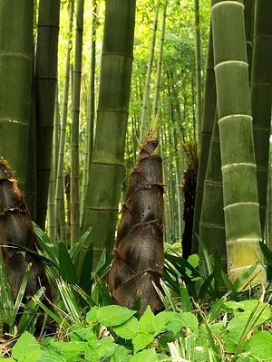 La civilisation des arbres