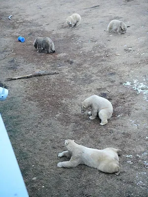 Vétérinaires de l'Arctique