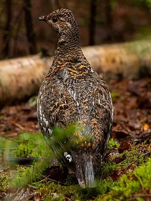Québec à vol d'oiseau