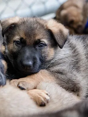 L'école des chiots