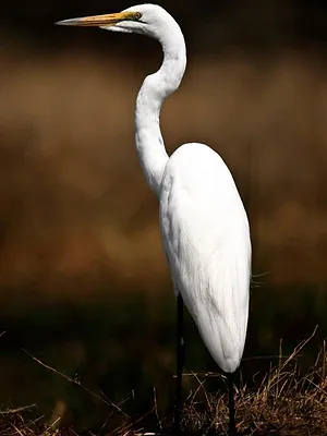 La rivière fantôme d'Afrique