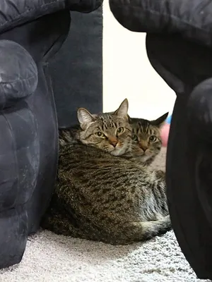 Hell's Cats