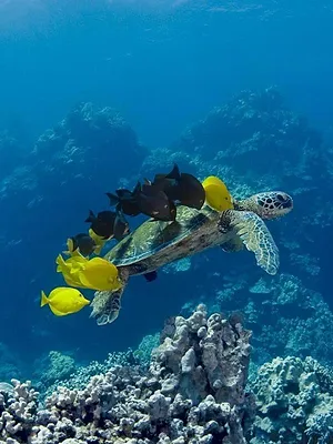 Pacifique sud