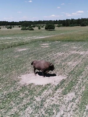 L'Europe à la reconquête de la biodiversité
