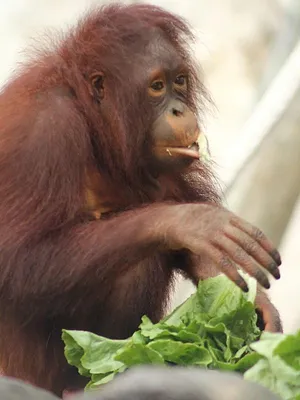 Au coeur du zoo : Tampa