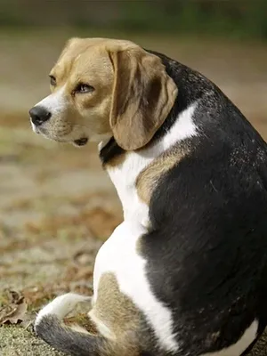 Des chiens de légende