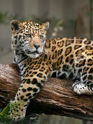 Retour à l'instinct primaire