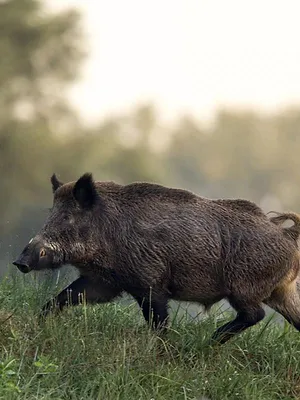 Cuisine de chasseur
