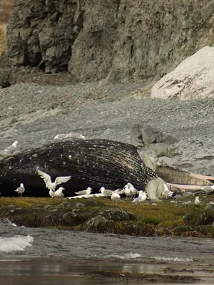 Alaska : à la vie, à la mort