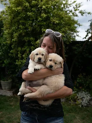 A l'école des chiens guides