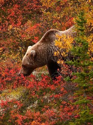 Au coeur des Mitchifs