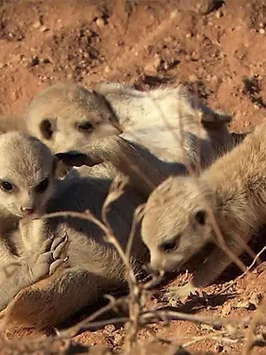 Le livre de la jungle : mission safari S1 E19