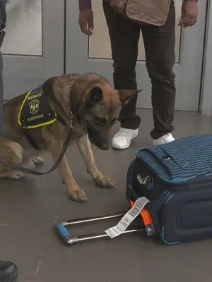 Ultimate Airport : Pérou et Brésil