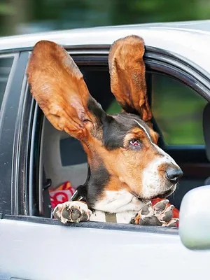 Le grand bêtisier des animaux