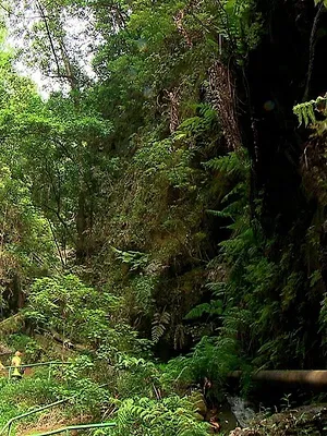 El escarabajo verde