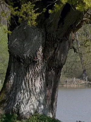 Invitation au voyage