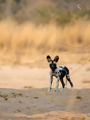 Sur la piste des chiens sauvages d'Afrique