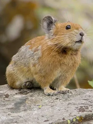 Merveilles de la nature