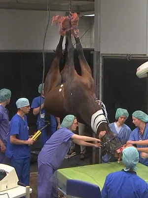 Dierendokters 24/7