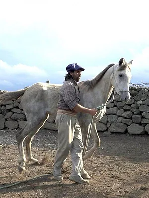 Oscar ou l'art d'apprivoiser les chevaux